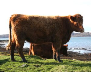 Luing Cattle Characteristics, Origin & Uses Info
