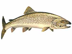 Mackinaw fish, Mackinaw fish price, Mackinaw fish characteristics, Mackinaw fish size, Mackinaw fish weight, Mackinaw fish price