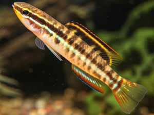 Madagascar Rainbow fish, Madagascar Rainbow fish diet, Madagascar Rainbow fish breeding, Madagascar Rainbow fish caring, Madagascar Rainbow fish price, Madagascar Rainbow fish size