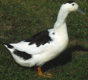 Magpie Duck Characteristics, Origin & Uses Info
