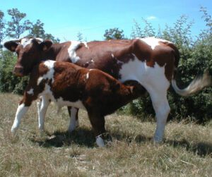 Maine-Anjou Cattle Characteristics & Uses Info