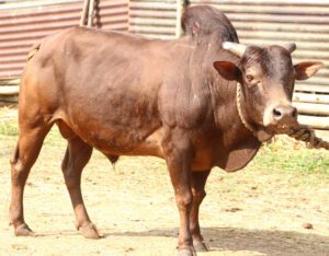 Malnad Gidda Cattle Characteristics, Origin, Uses