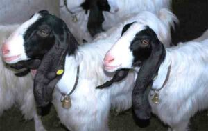 Maltese Goat Characteristics, Origin & Uses Info