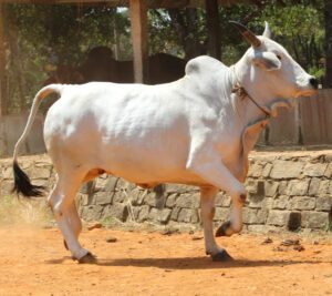 Malvi Cattle Characteristics & Full Breed Information