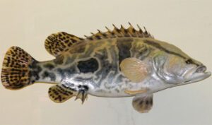 Mandarin Fish Characteristics, Diet, Breeding