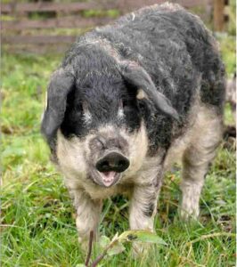 Mangalica Pig Characteristics, Origin & Breeding