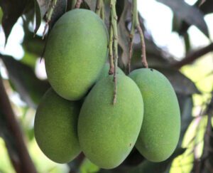 Mango Farming: Best Guide For Beginners & 23 Tips