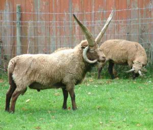Manx Loaghtan Sheep Characteristics & Uses Info