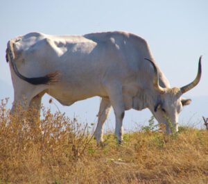 Maremmana Cattle Characteristics, Origin, Uses
