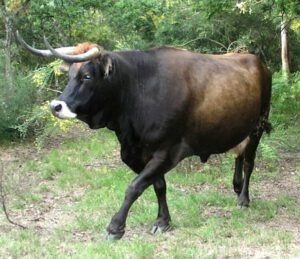 Maronesa Cattle Characteristics, Uses & Origin