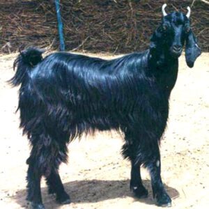 Marwari Goat Characteristics, Origin & Uses Info