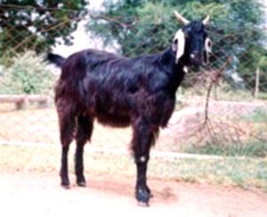 Mehsana Goat Characteristics, Uses & Origin
