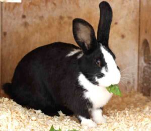 Mellerud Rabbit Characteristics, Uses & Origin Info