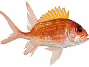 menpachi fish, menpachi fish characteristics, menpachi fish origin, menpachi fish size, menpachi fish weight, menpachi fish price