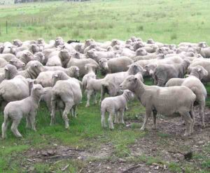 Merino Sheep – Origin, Characteristics, Price, Facts