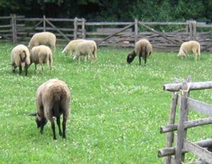 Merinolandschaf Sheep Characteristics & Uses