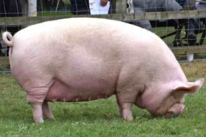 Middle White Pig Characteristics & Breed Information