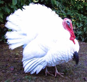 Midget White Turkey Characteristics, Origin & Uses