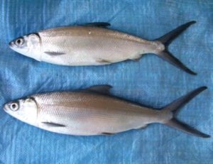 Milkfish: Characteristics, Diet, Breeding, Uses