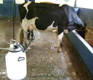 How to Milk a Cow by Machine (Beginner’s Guide)