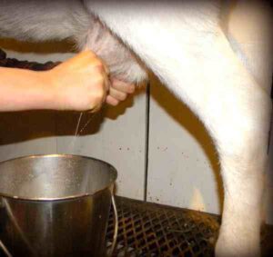 How To Milk A Goat By Hand