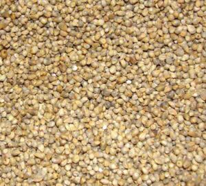 Millet Farming Advantages And Business Starting Guide