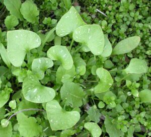Growing Miner’s Lettuce: Best Guide for Organic Production