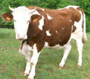 Montbéliarde Cattle Characteristics, Origin, Uses