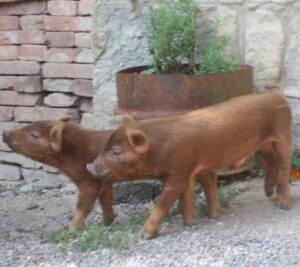 Mora Romagnola Pig Characteristics, Origin, Breeding