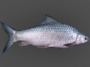 Scientific Classification Of Fish You Should Know