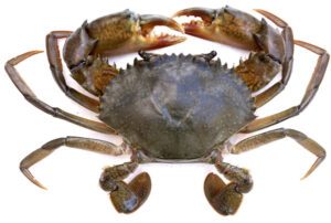 Mud Crab Fattening: Start Business for High Profits