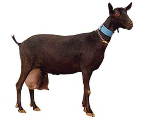 Murciana Goat Characteristics, Origin & Uses