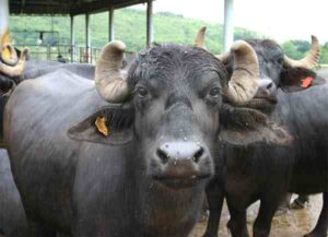 Murrah Buffalo – Characteristics, Milk, Price, Lifespan