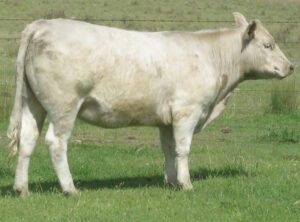 Murray Grey Cattle Characteristics, Origin, Uses