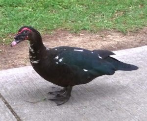 Muscovy Duck: Characteristics, Diet, Uses, Facts
