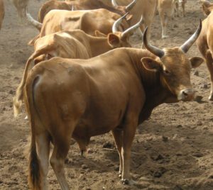 N’Dama Cattle Characteristics, Uses & Origin Info