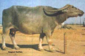 Nagpuri Buffalo: Characteristics, Origin, Uses