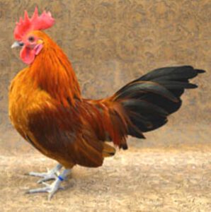 Nankin Chicken Characteristics, Temperament & Uses