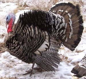 Narragansett Turkey Farming: Business Starting Plan