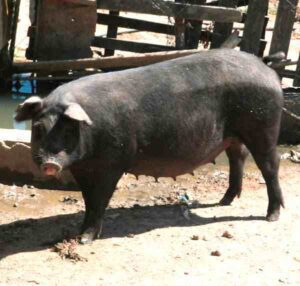Nero Siciliano Pig Characteristics & Origin Info