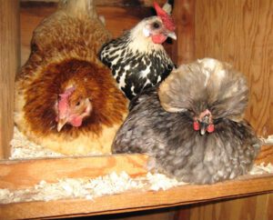 Will Chickens Lay Eggs Without Nesting Box