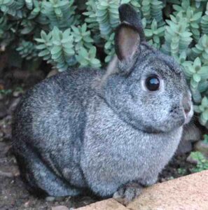 Netherland Dwarf Rabbit Characteristics, Origin, Uses