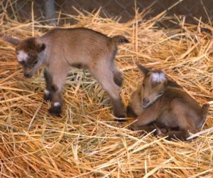Best Guide For Abandoned Newborn Goat Care