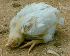 How to Control Newcastle Disease & Save Poultry