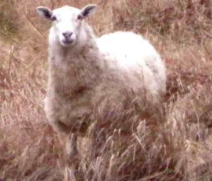 Newfoundland Sheep Characteristics & Uses Info