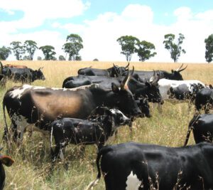 Nguni Cattle Characteristics, Uses & Origin Info