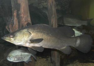 Nile Perch Fish Characteristics, Diet, Breeding, Uses