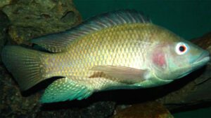 Nile Tilapia Fish: Characteristics & Best 21 Facts
