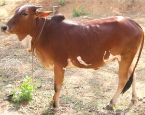 Nimari Cattle Characteristics, Uses & Origin Info