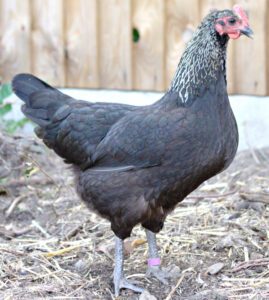 Norfolk Grey Chicken Farming: Start Business Easily